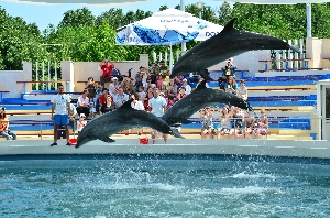 Delfinariu Constanta