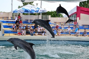 Delfinariu Constanta