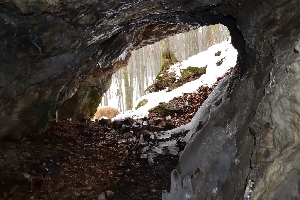 Pestera Barlogul Ursului