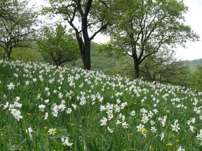 Poiana Narciselor de la Tecsesti