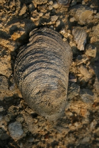 Locul fosilifer de la Globu Craiovei