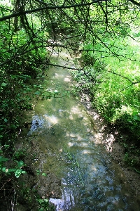 Locul fosilifer de la Tirol