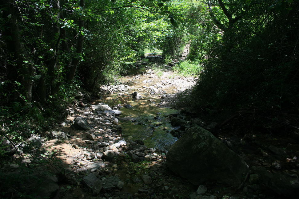 Locul fosilifer de la Petrosnita