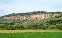 Rapa Rosie