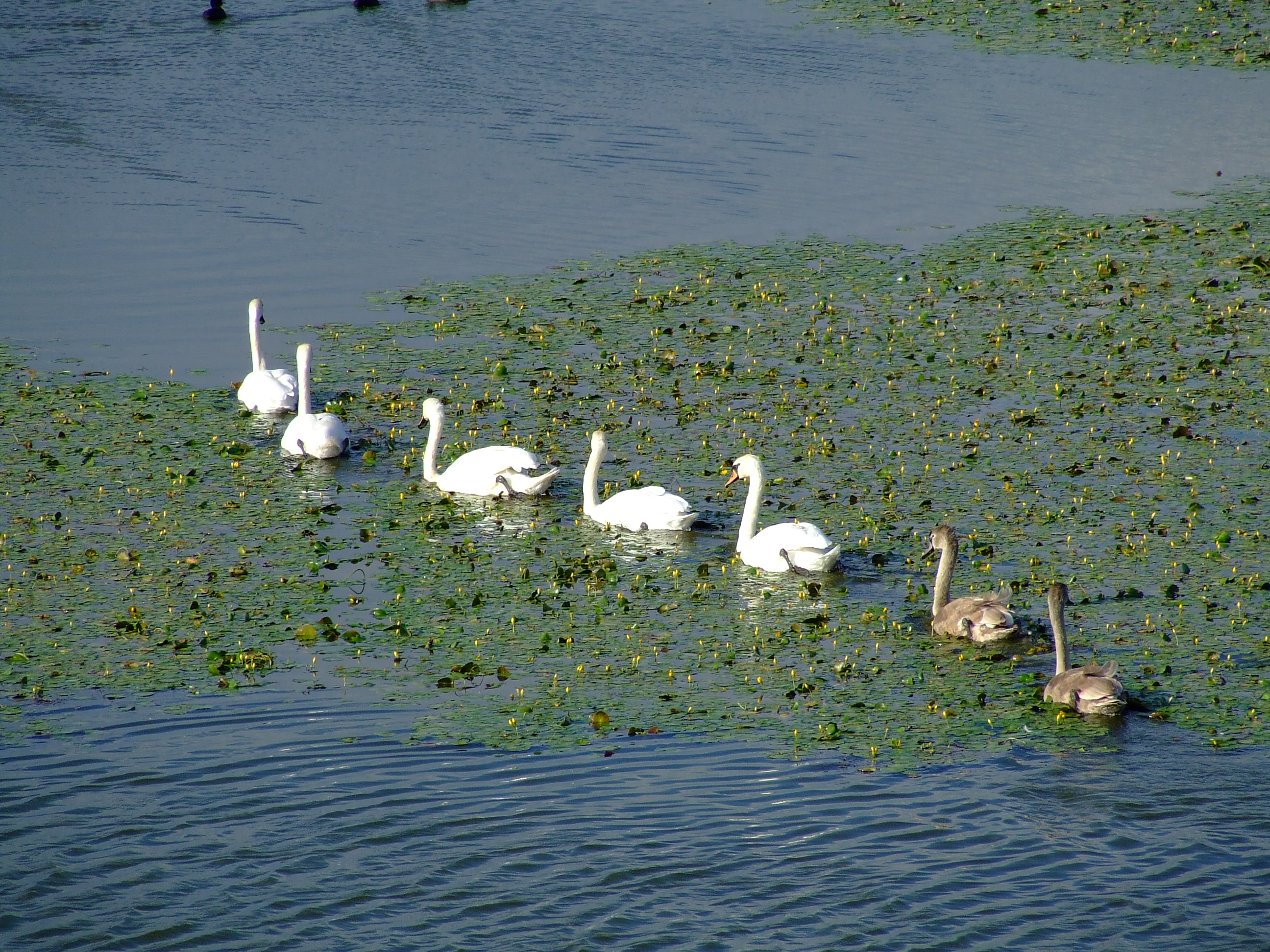 Rezervatia naturala Lacul Traian