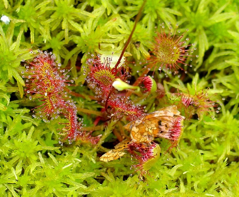Rezervatia naturala Mlastina de la Iaz