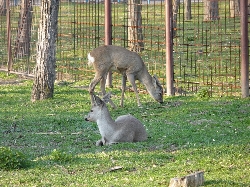 Gradina Zoologica din Ramnicu Valcea