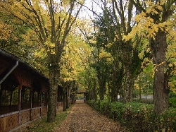 Parcul dendrologic din statiunea Buzias