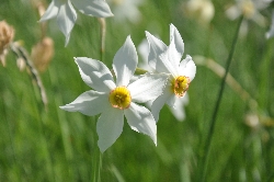 Sarbatoarea Narciselor