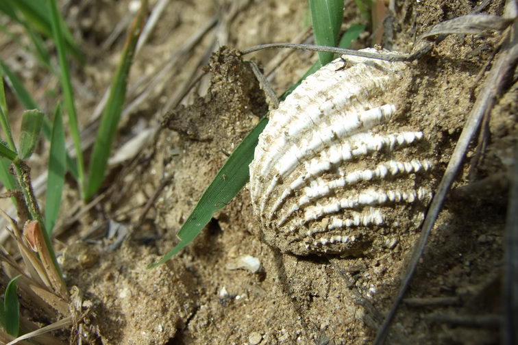 Locul fosilifer de la Delinesti
