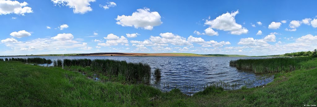 Mlastinile Murani