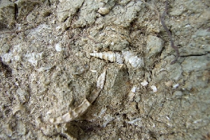 Locul fosilifer de la Delinesti