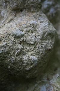 Locul fosilifer de la Petrosnita