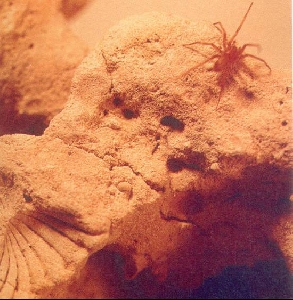 Pestera Movile