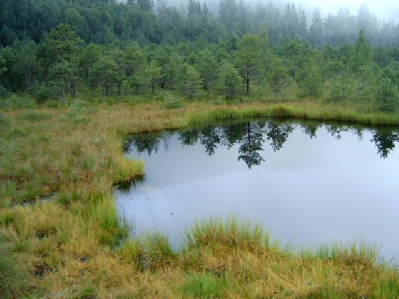 Tinovul Mohos
