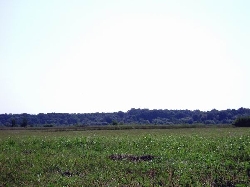 Padurea Bistra