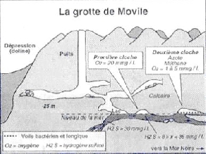 pestera movile profil