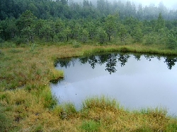 Tinovul Mohos