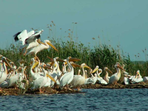 Rezervatia Biosferei Delta Dunarii