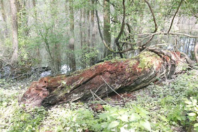 Prundul Mare
