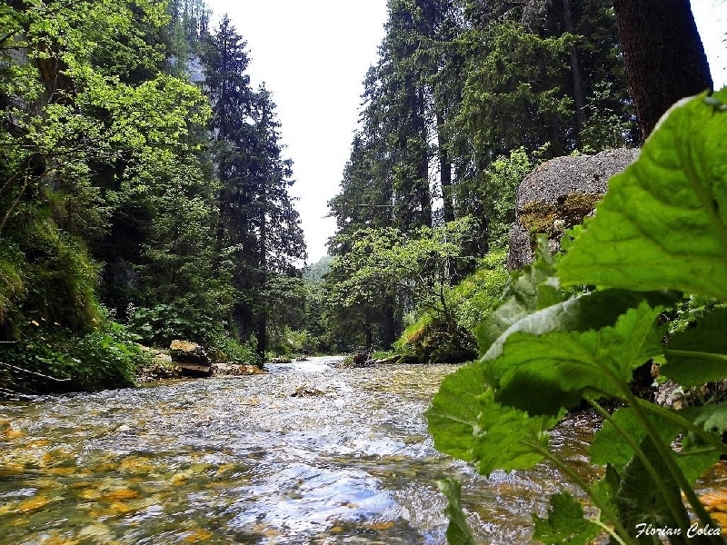 Rezervatia naturala Cheile Ursilor