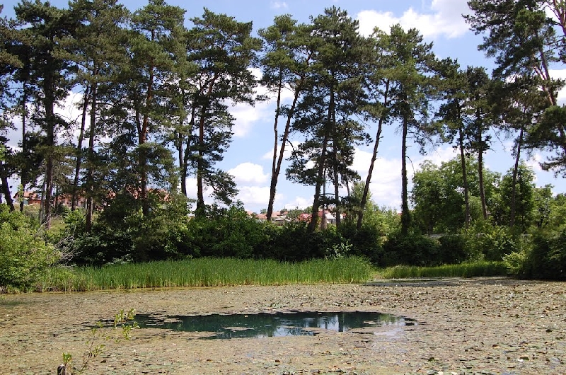 Lacul cu nuferi