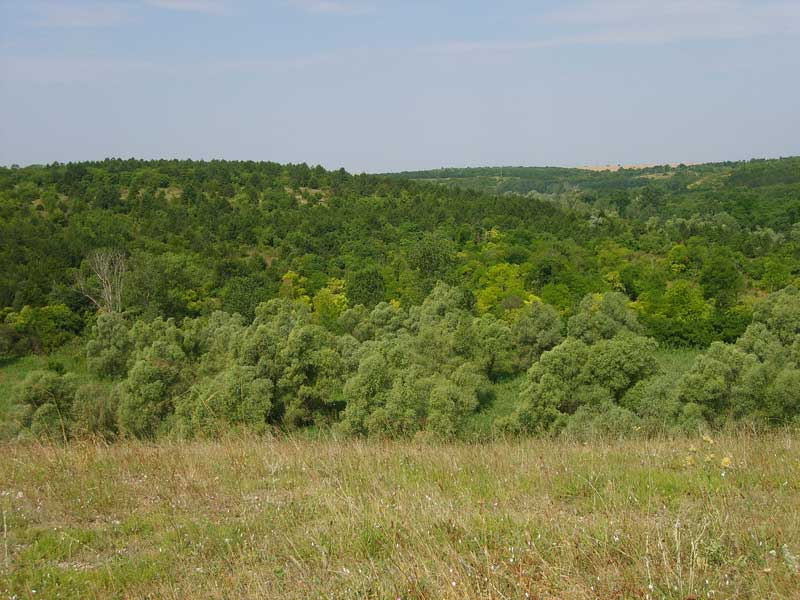 Rezervatia Naturala Padurea Hagieni