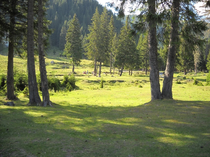 Rezervatia naturala Poiana Crucii