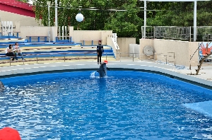 Delfinariu Constanta