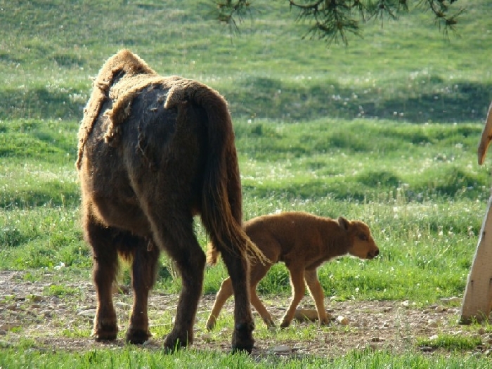 Rezervatia naturala Valea Zimbrilor