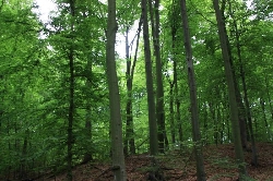 Padurea Ciornohal